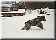 Tamino