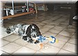 Tamino