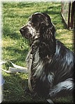 Tamino